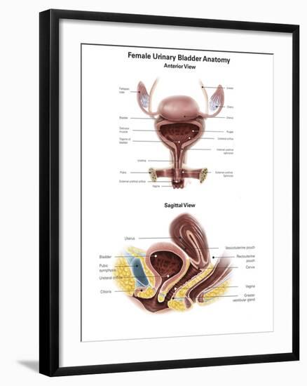 Anterior View and Sagittal View of Female Urinary Bladder-Stocktrek Images-Framed Art Print