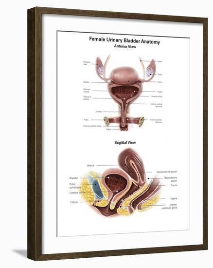 Anterior View and Sagittal View of Female Urinary Bladder-Stocktrek Images-Framed Art Print