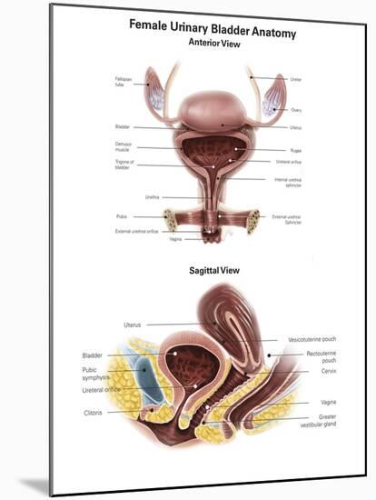 Anterior View and Sagittal View of Female Urinary Bladder-Stocktrek Images-Mounted Art Print