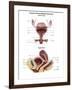 Anterior View and Sagittal View of Female Urinary Bladder-Stocktrek Images-Framed Art Print