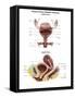 Anterior View and Sagittal View of Female Urinary Bladder-Stocktrek Images-Framed Stretched Canvas