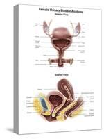 Anterior View and Sagittal View of Female Urinary Bladder-Stocktrek Images-Stretched Canvas