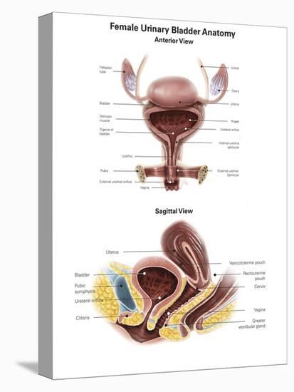 Anterior View and Sagittal View of Female Urinary Bladder-Stocktrek Images-Stretched Canvas