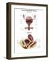 Anterior View and Sagittal View of Female Urinary Bladder-Stocktrek Images-Framed Art Print
