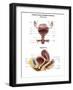 Anterior View and Sagittal View of Female Urinary Bladder-Stocktrek Images-Framed Art Print