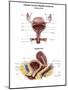 Anterior View and Sagittal View of Female Urinary Bladder-Stocktrek Images-Mounted Art Print