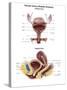 Anterior View and Sagittal View of Female Urinary Bladder-Stocktrek Images-Stretched Canvas