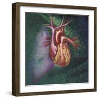 Anterior View of Heart and Lung on Green Background-null-Framed Art Print