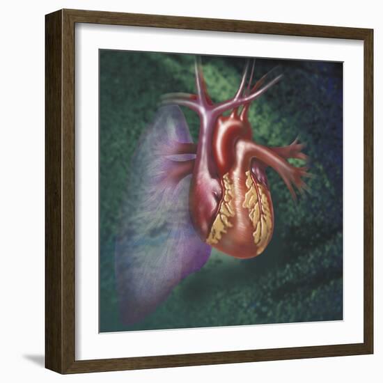 Anterior View of Heart and Lung on Green Background-null-Framed Art Print