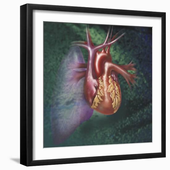 Anterior View of Heart and Lung on Green Background-null-Framed Art Print