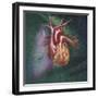 Anterior View of Heart and Lung on Green Background-null-Framed Art Print