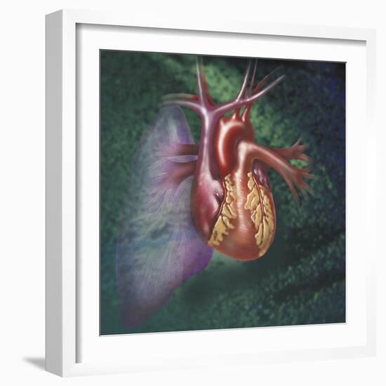 Anterior View of Heart and Lung on Green Background-null-Framed Art Print