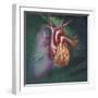 Anterior View of Heart and Lung on Green Background-null-Framed Art Print