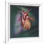 Anterior View of Heart and Lung on Green Background-null-Framed Art Print