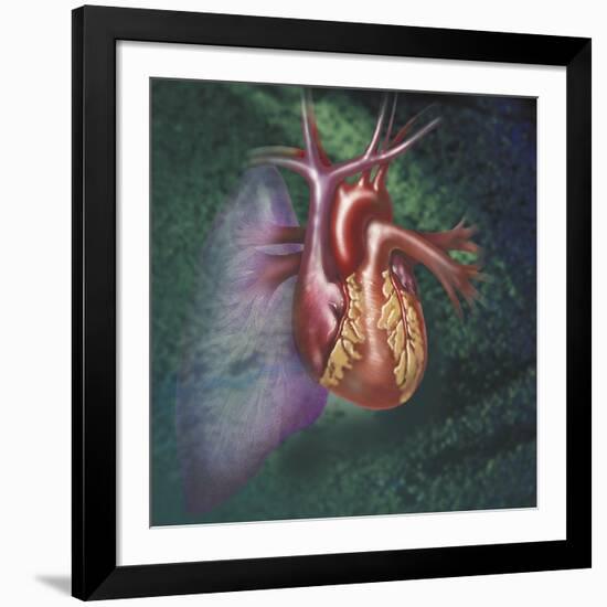 Anterior View of Heart and Lung on Green Background-null-Framed Art Print