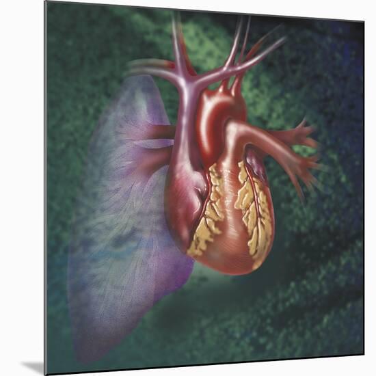 Anterior View of Heart and Lung on Green Background-null-Mounted Art Print