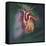 Anterior View of Heart and Lung on Green Background-null-Framed Stretched Canvas