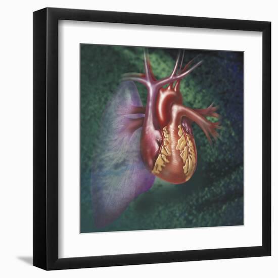 Anterior View of Heart and Lung on Green Background-null-Framed Art Print