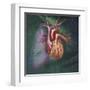 Anterior View of Heart and Lung on Green Background-null-Framed Art Print