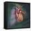 Anterior View of Heart and Lung on Green Background-null-Framed Stretched Canvas