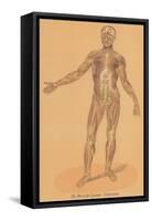 Anterior View of Human Musculature-null-Framed Stretched Canvas