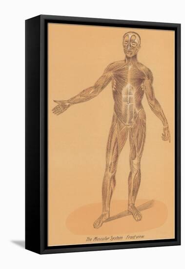 Anterior View of Human Musculature-null-Framed Stretched Canvas