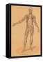 Anterior View of Human Musculature-null-Framed Stretched Canvas