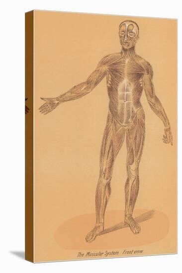 Anterior View of Human Musculature-null-Stretched Canvas