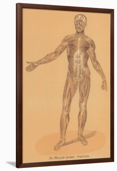 Anterior View of Human Musculature-null-Framed Art Print