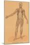 Anterior View of Human Musculature-null-Mounted Art Print