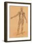 Anterior View of Human Musculature-null-Framed Art Print