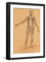 Anterior View of Human Musculature-null-Framed Art Print