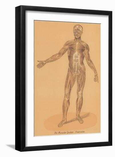 Anterior View of Human Musculature-null-Framed Art Print