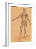 Anterior View of Human Musculature-null-Framed Art Print