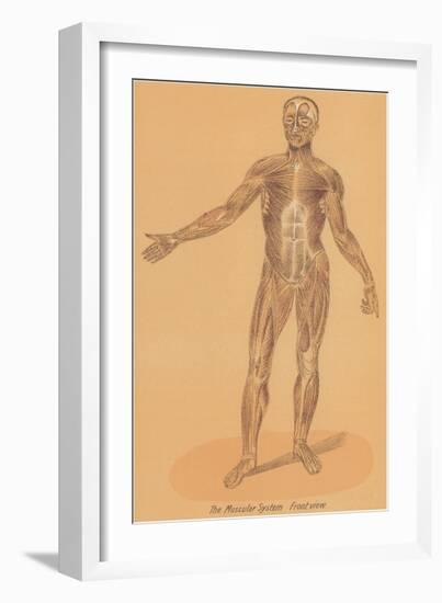 Anterior View of Human Musculature-null-Framed Art Print