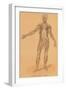 Anterior View of Human Musculature-null-Framed Art Print