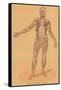 Anterior View of Human Musculature-null-Framed Stretched Canvas