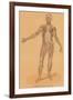 Anterior View of Human Musculature-Found Image Press-Framed Giclee Print