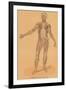 Anterior View of Human Musculature-Found Image Press-Framed Giclee Print