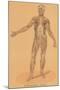 Anterior View of Human Musculature-Found Image Press-Mounted Giclee Print