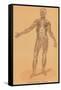 Anterior View of Human Musculature-Found Image Press-Framed Stretched Canvas