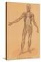 Anterior View of Human Musculature-Found Image Press-Stretched Canvas
