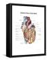 Anterior View of the Human Heart-null-Framed Stretched Canvas