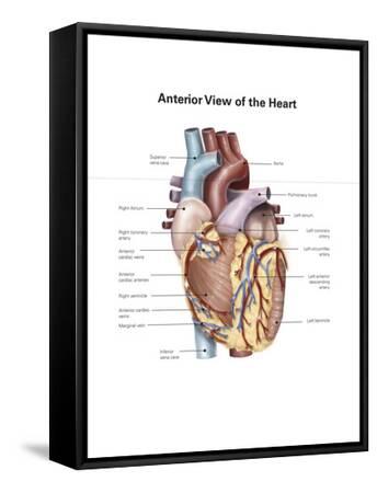 Anterior view of human heart