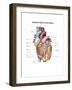 Anterior View of the Human Heart-null-Framed Art Print