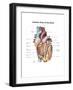 Anterior View of the Human Heart-null-Framed Art Print