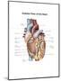 Anterior View of the Human Heart-null-Mounted Art Print