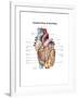 Anterior View of the Human Heart-null-Framed Art Print