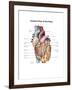 Anterior View of the Human Heart-null-Framed Art Print