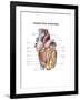 Anterior View of the Human Heart-null-Framed Art Print